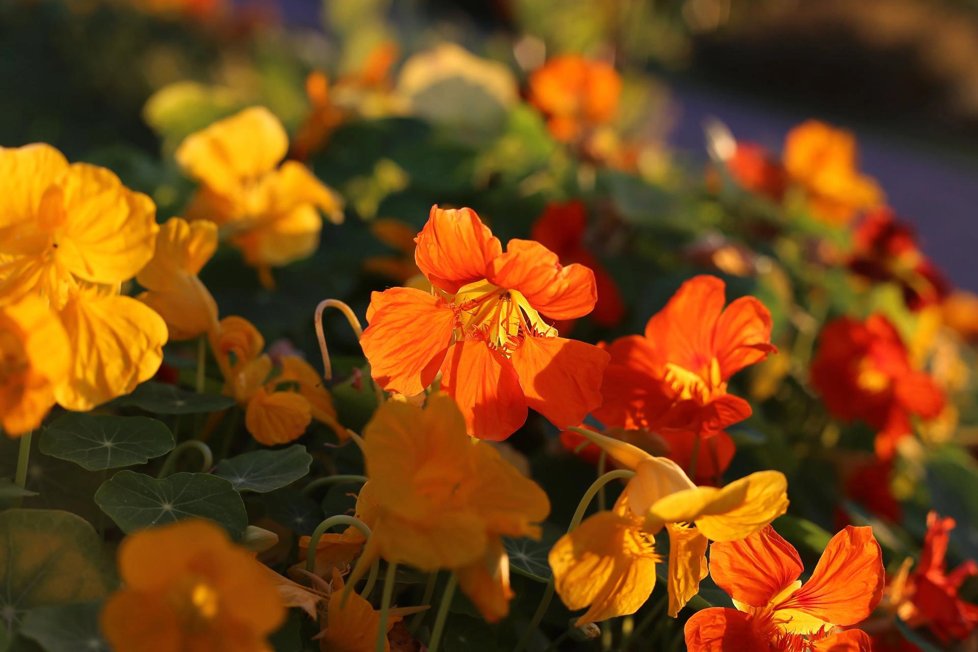 Orange Nasturtium Flowers