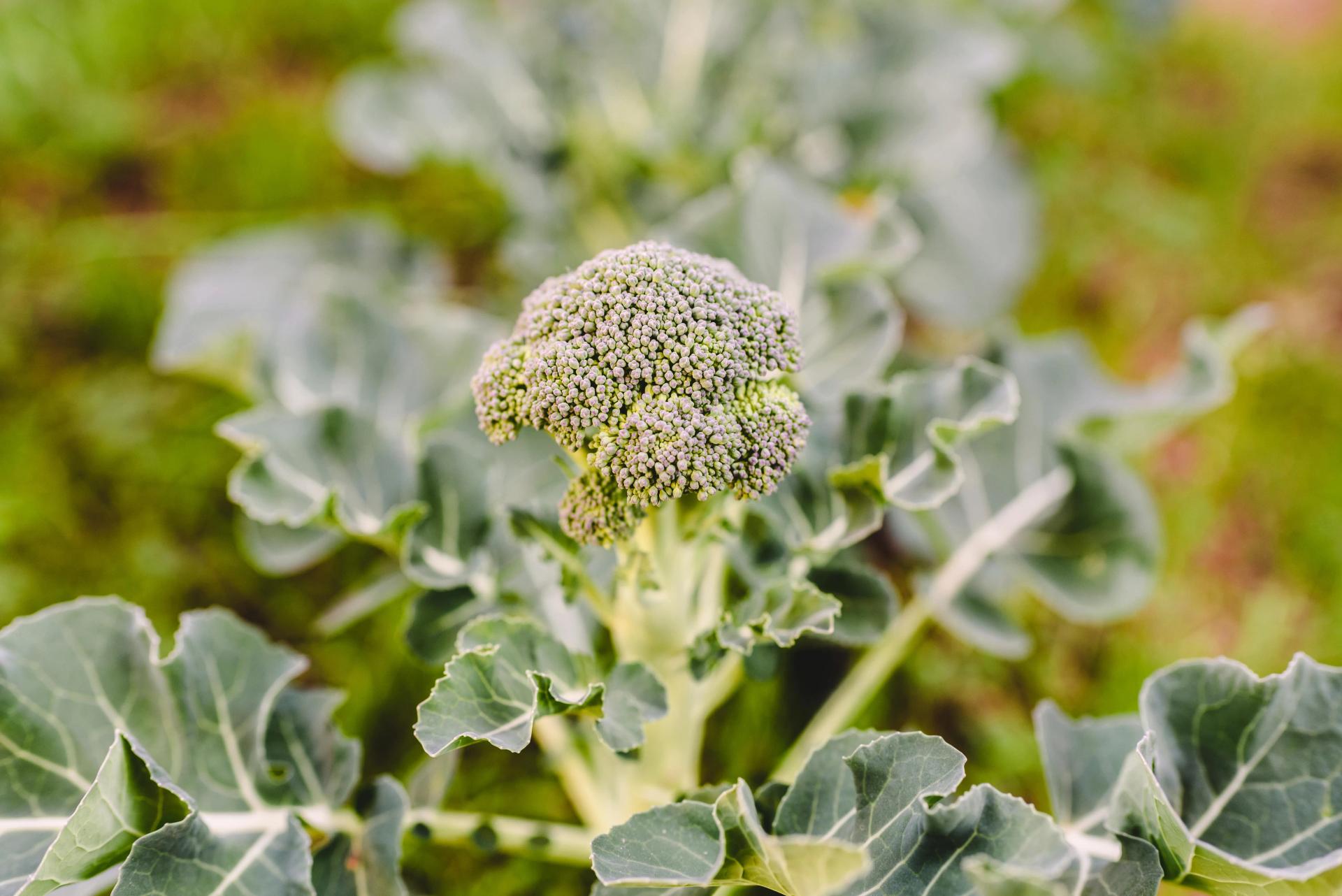 Broccoli Plant with Fresh Field