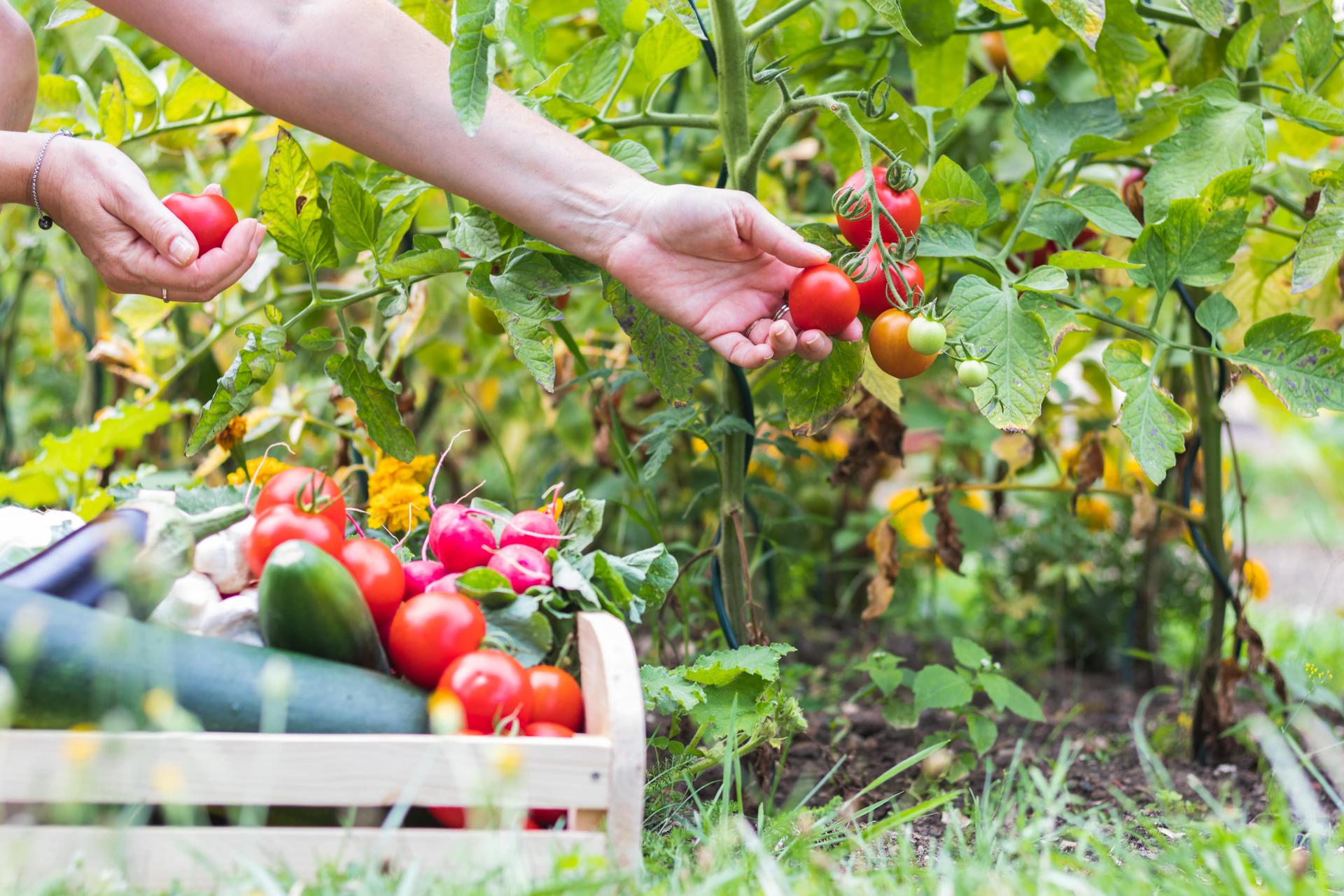 Harvesting Home-Grown Tomatoes