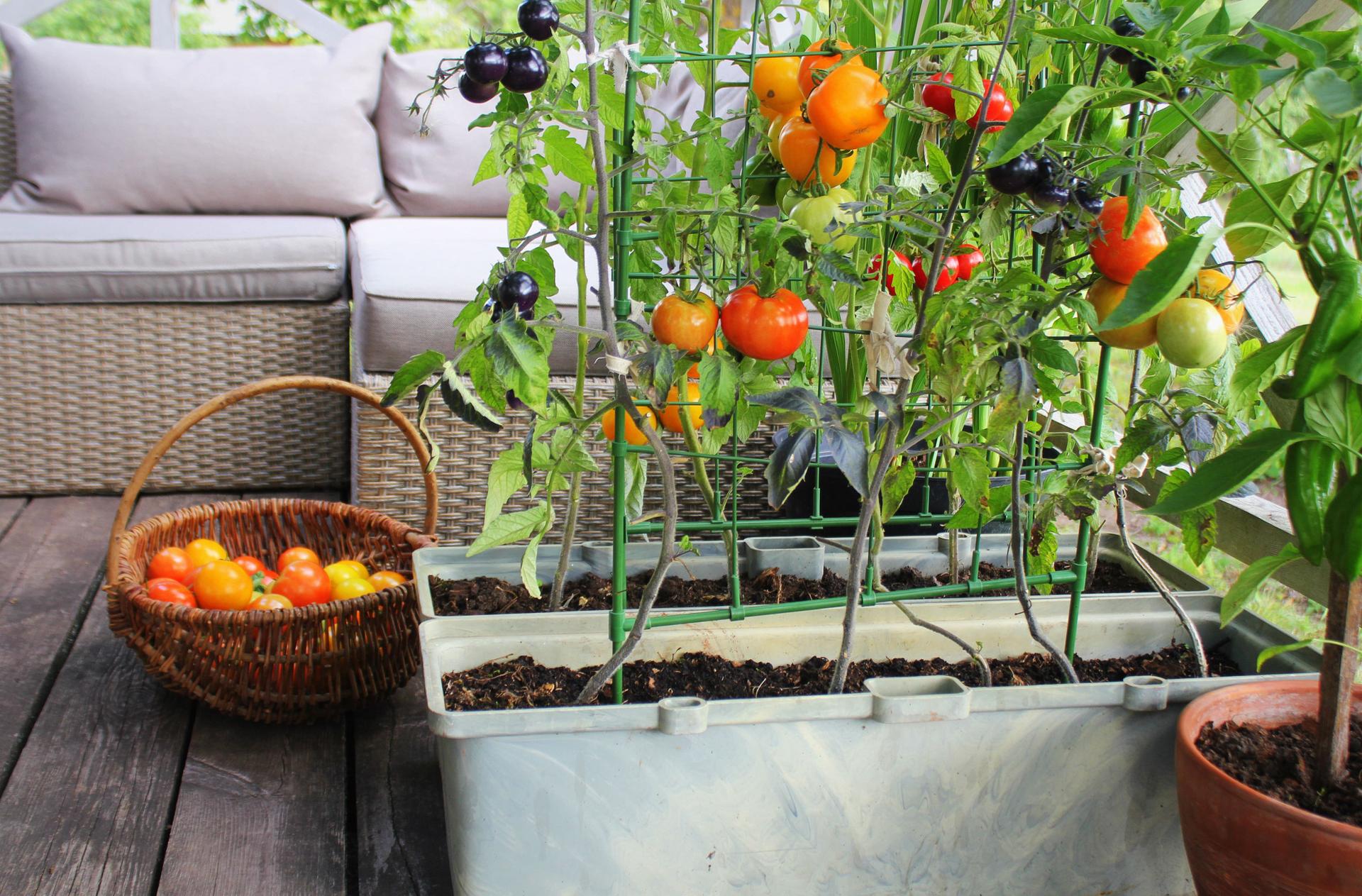 Tomatoes Growing in a Container on a Terrace