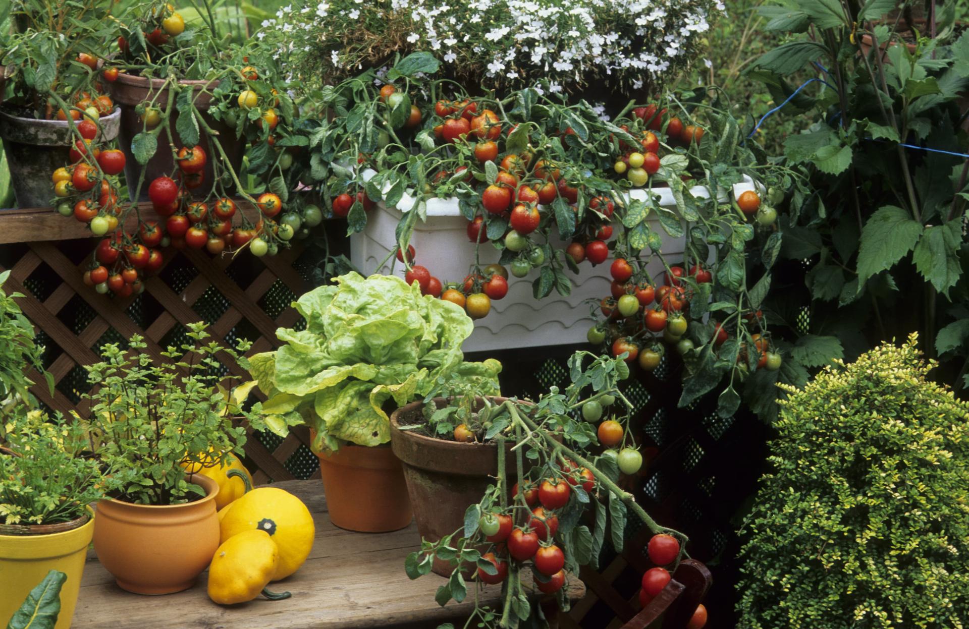 Tomato Companion Planting