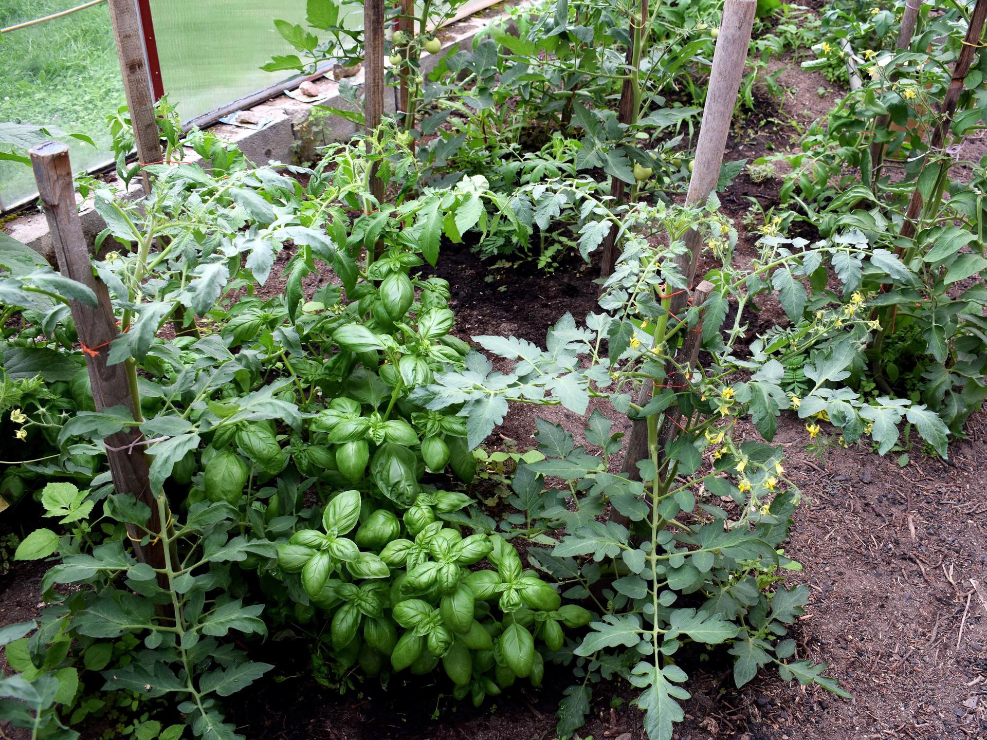 Tomatoes and Basil Growing Together