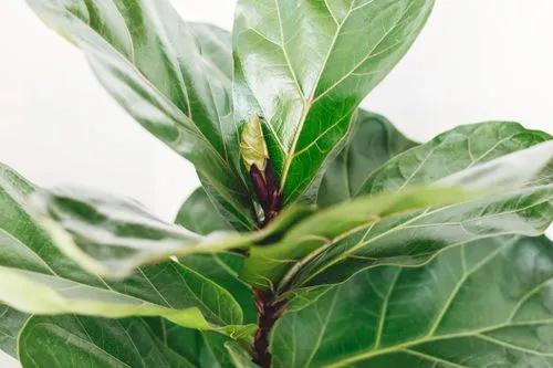 Dwarf Fiddle Leaf Fig