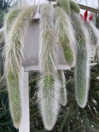 Soft monkey tail cactus