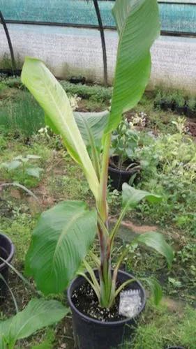 Abyssinian-banana