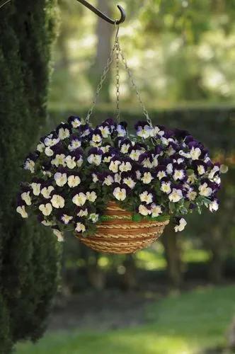 Trailing Pansy