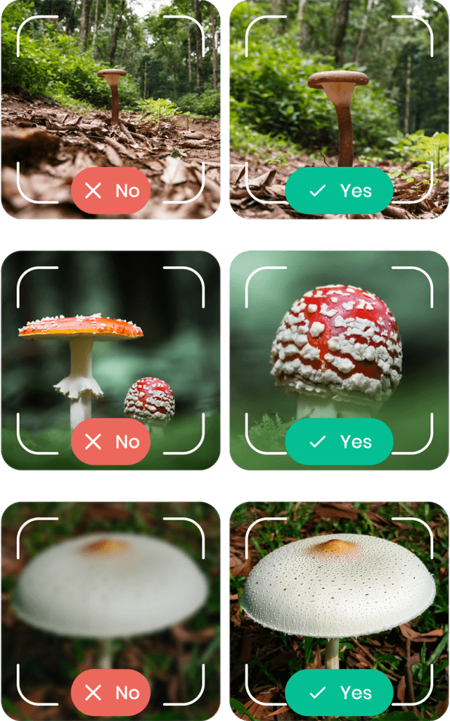 Fungi Mushroom Identification App For Your Iphone (App Store)