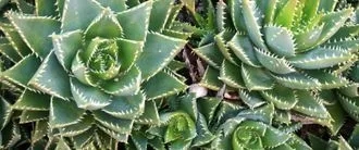 Wrasse Aloe Or Snapper Aloe