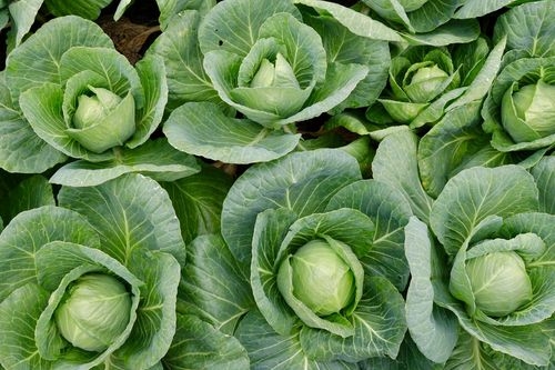 Full Guide on Best & Worst Cabbage Companion Plants