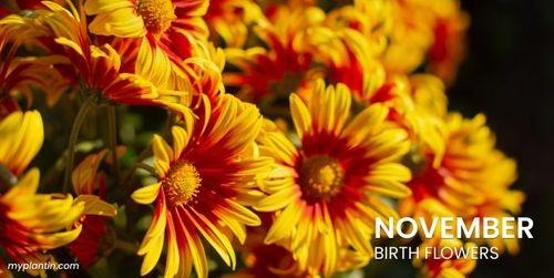 November Birth Flower 101: Chrysanthemum vs. Peony Flowers