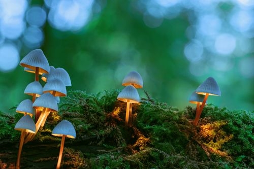 Top Cool Mushrooms & Other Unique Fungi Worldwide