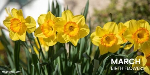 March Birth Flower Guide: Daffodil and Jonquil