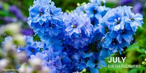 July Birth Flower Guide – Larkspur vs. Water Lily