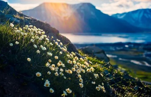 Types of Tundra Plants