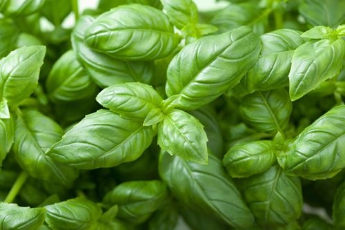 Full Guide on Basil Companion Plants