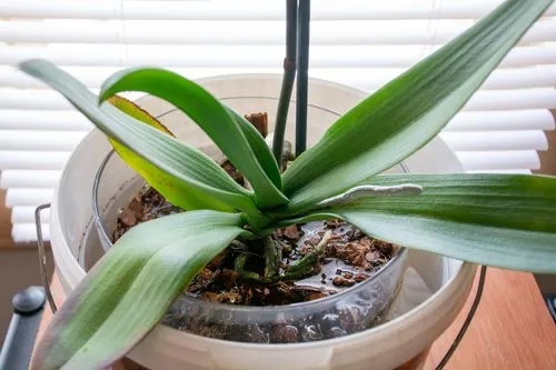 Bottom Watering Plants