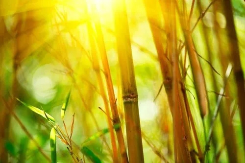 How Fast Does Bamboo Grow?