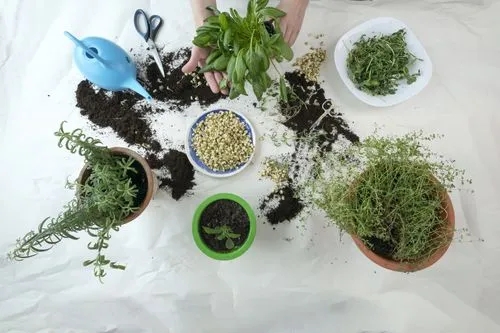 Indoor Gardening in Winter