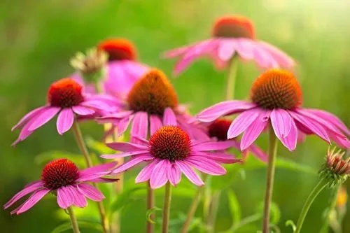 Most Popular Long-Blooming Perennials