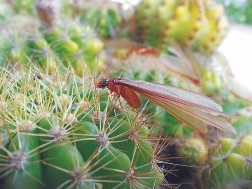 What Bugs Look Like Flying Termites?