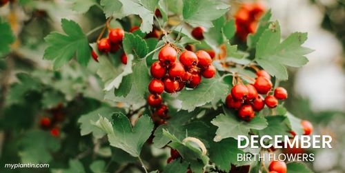 December Birth Flower Guide: Holly & Narcissus