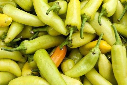 When to Pick Banana Peppers – Harvesting Tips