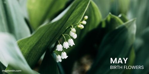 May Birth Flower Meaning Guide