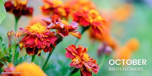 October Birth Flower Guide – Marigold vs. Cosmos Flowers