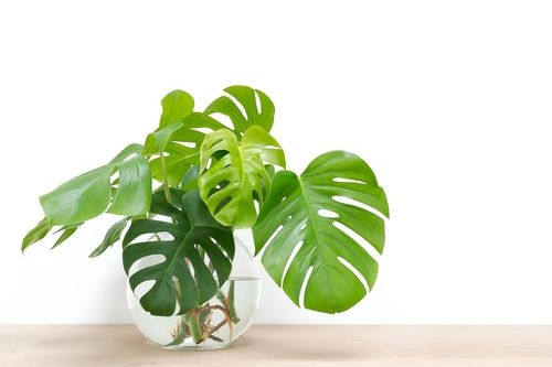 How to Propagate Monstera Step-By-Step