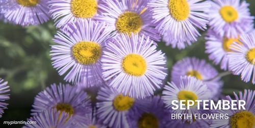 September Birth Flower – Gift Guide