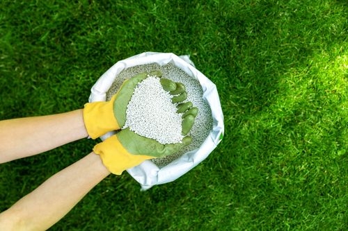 When to Fertilize Lawn