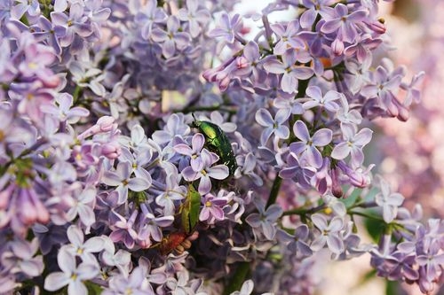Best Plants That Repel Bugs for Your Garden