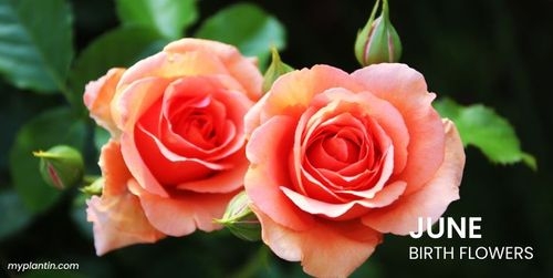 June Birth Flower Overview: Roses vs. Honeysuckle
