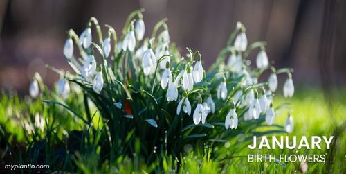 January Birth Flower Guide: Carnation & Snowdrop Insights