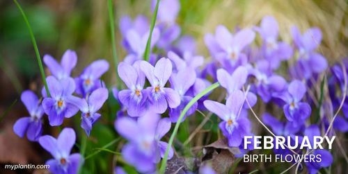 February Birth Flower: Violet, Iris, and Primrose Flowers