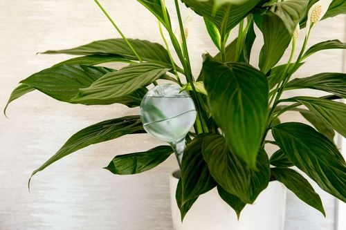 Do Watering Globes Really Work?