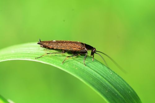 What Does a Cockroach Look Like & How It Affects Your Plants?