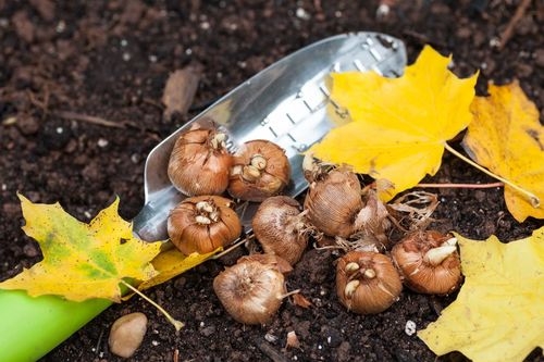 What to Plant in November 101 – Best Seasonal Crops