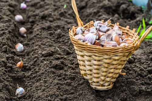 What to Plant in October?