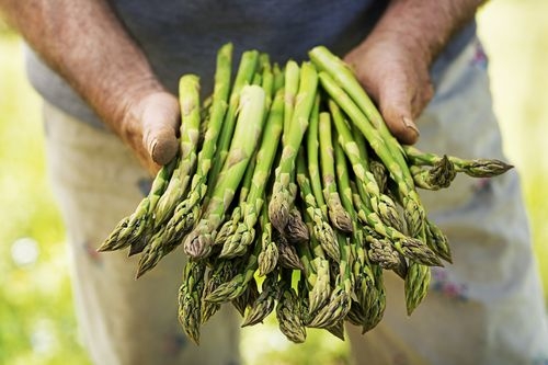 Full Guide on Asparagus Companion Plants