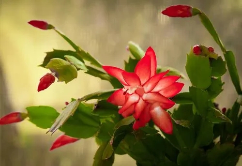 Thanksgiving vs. Christmas vs. Easter Cactus