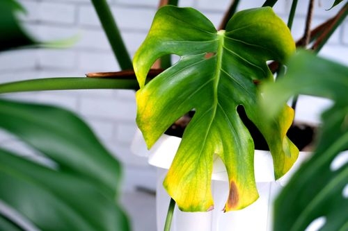 Full Guide on Plant Leaves Turning Yellow