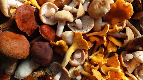 Can Chickens Eat Mushrooms Safely?