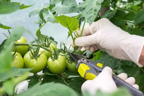 Full Guide on How to Prune Tomato Plants