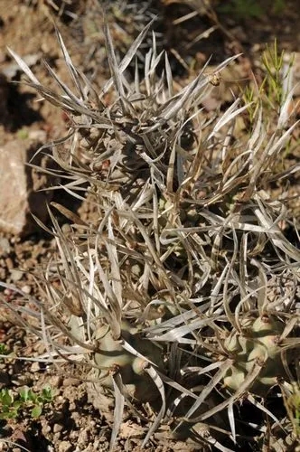 Opuntia Articulata