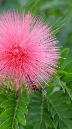 Australian Pink Pompom