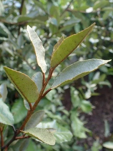 Elaeagnus Macrophylla