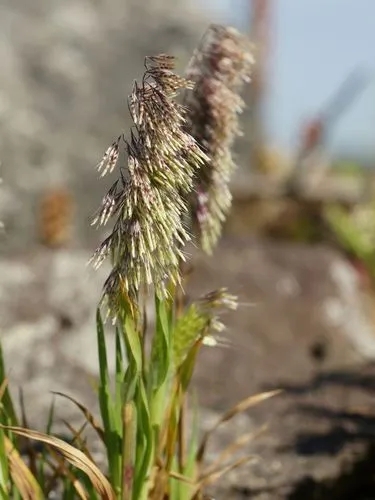 Goldentop Grass
