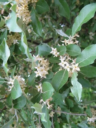 Elaeagnus Parvifolia