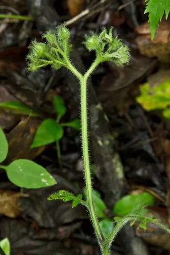 Hydrophyllum Macrophyllum
